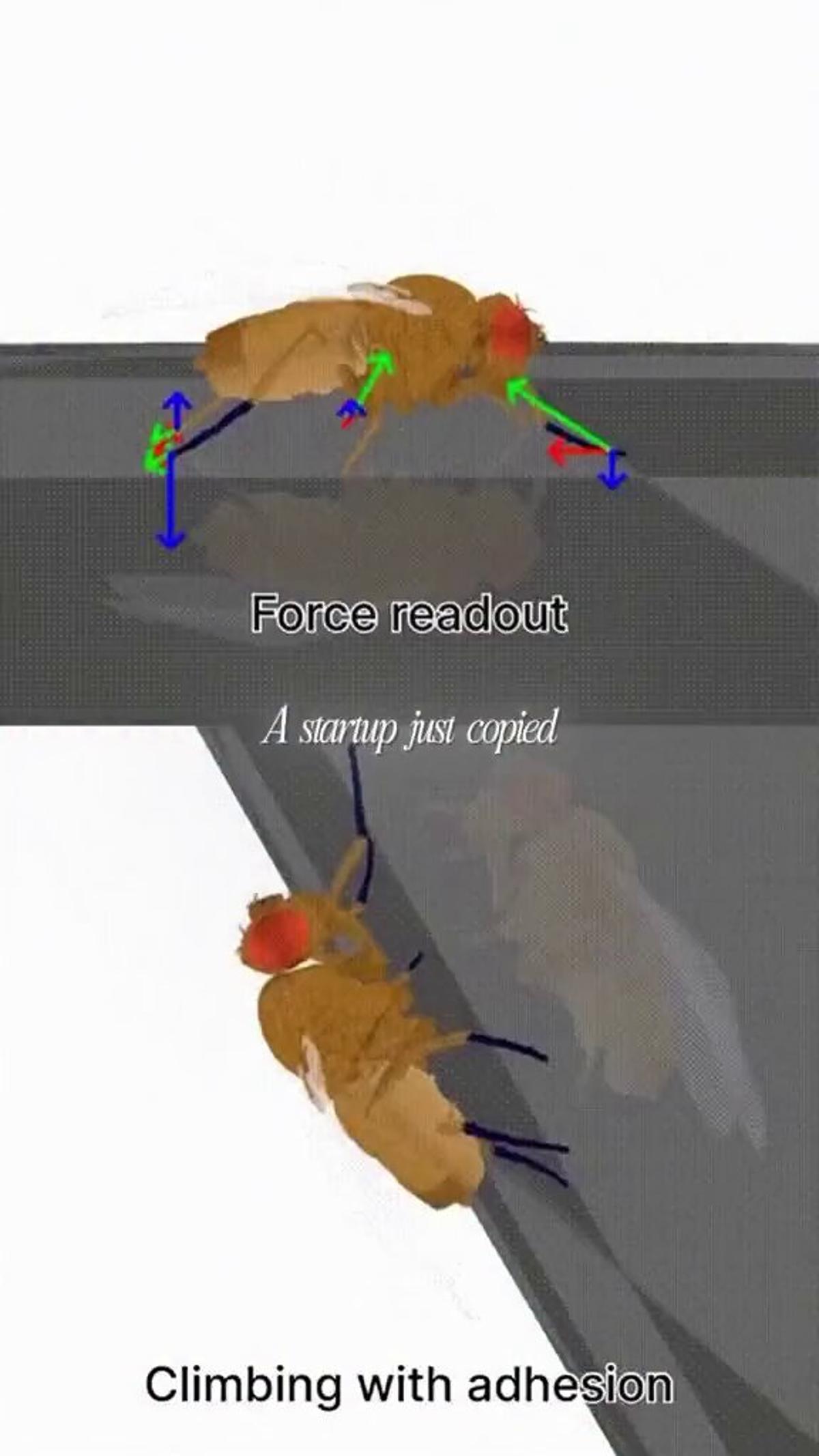 Copying a Fruit Fly Brain Sparks Unprogrammed Digital Behavior