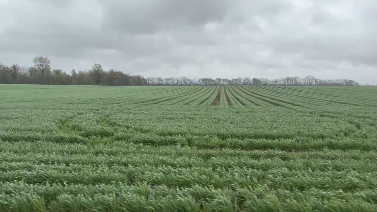 Fewer Plants, Less Nitrogen, Same or Better Yields
