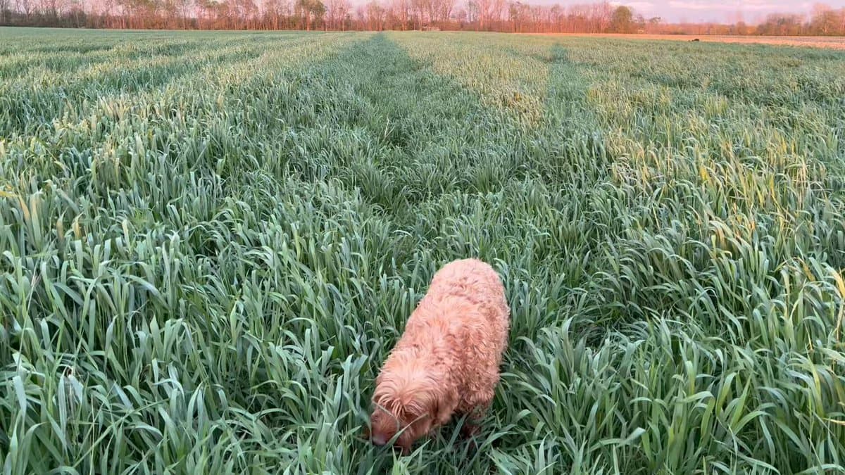 Drone‑planted Alley Corn Doubles Yield without Tillage