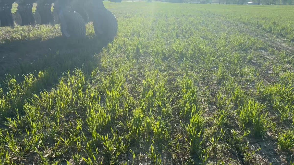 Herbicide‑free Cover Crops Boost Tilth in Tough Soils