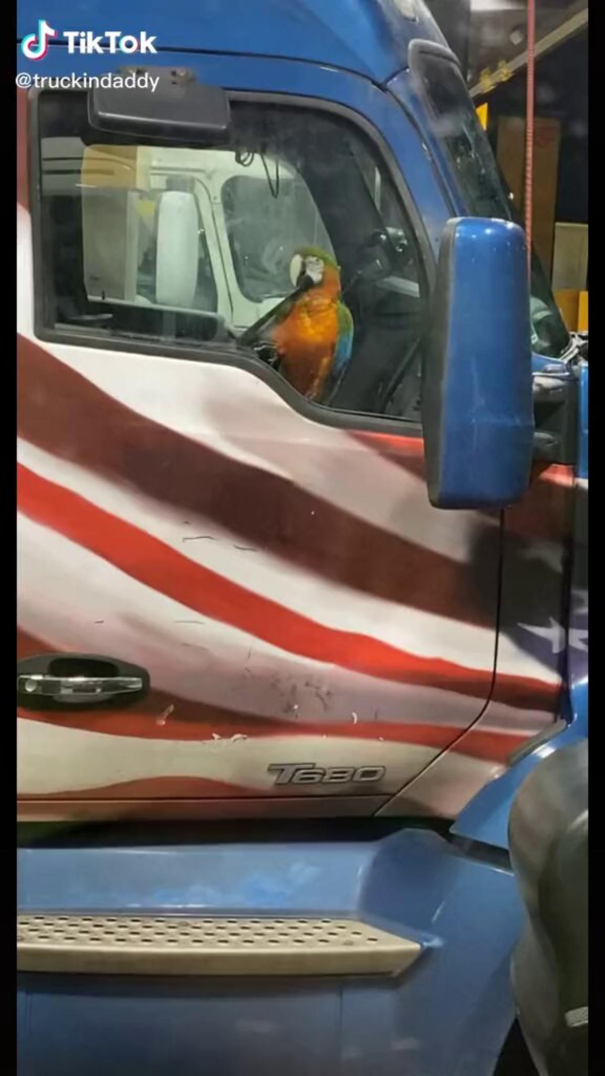 Seeking Truckers Who Travel With a Parrot