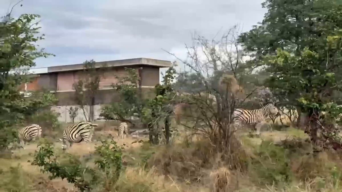 Victoria Falls Town Lives in Harmony with Nature