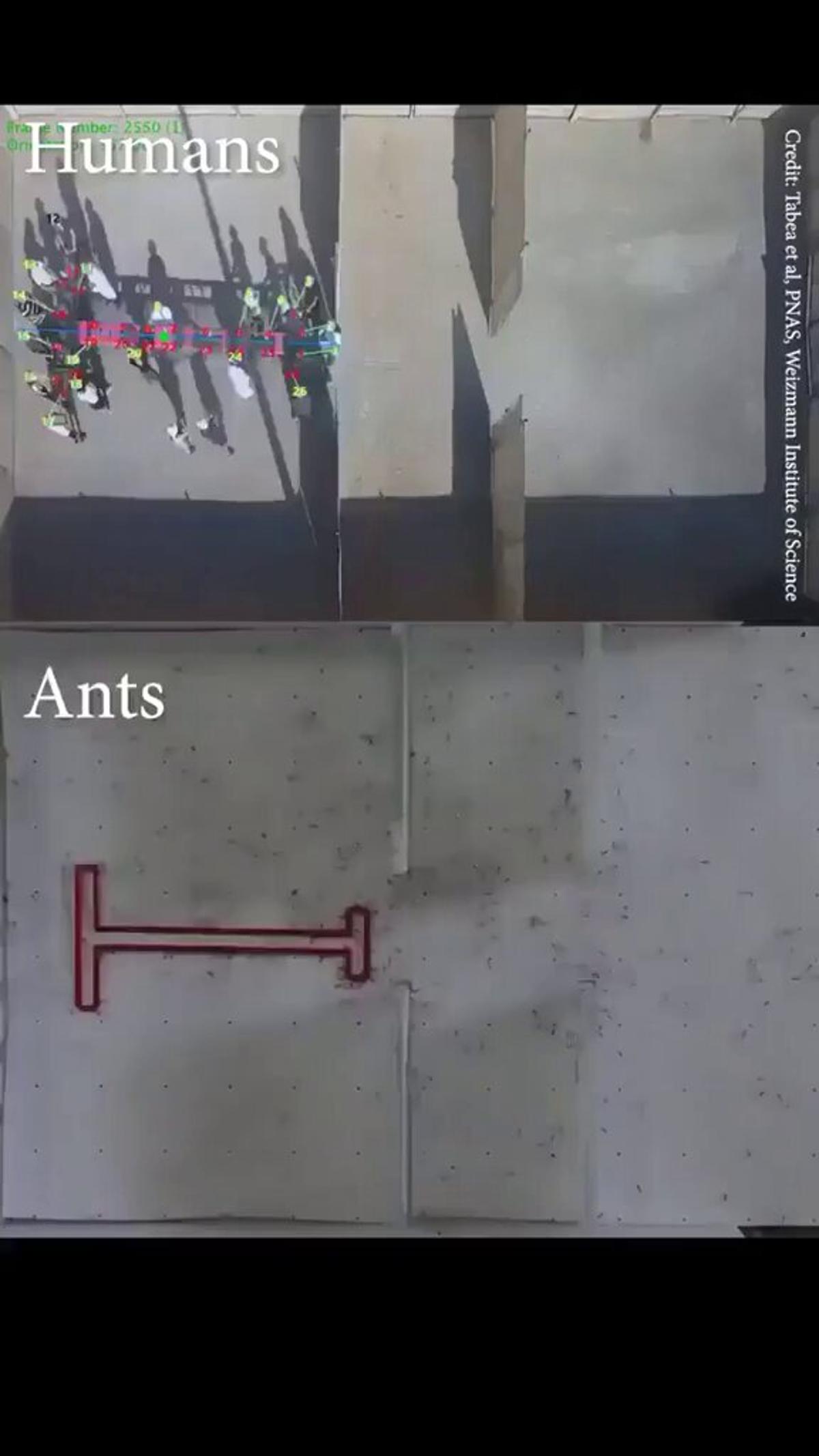 Simple Coordination Beats Ego in Supply Chain Performance