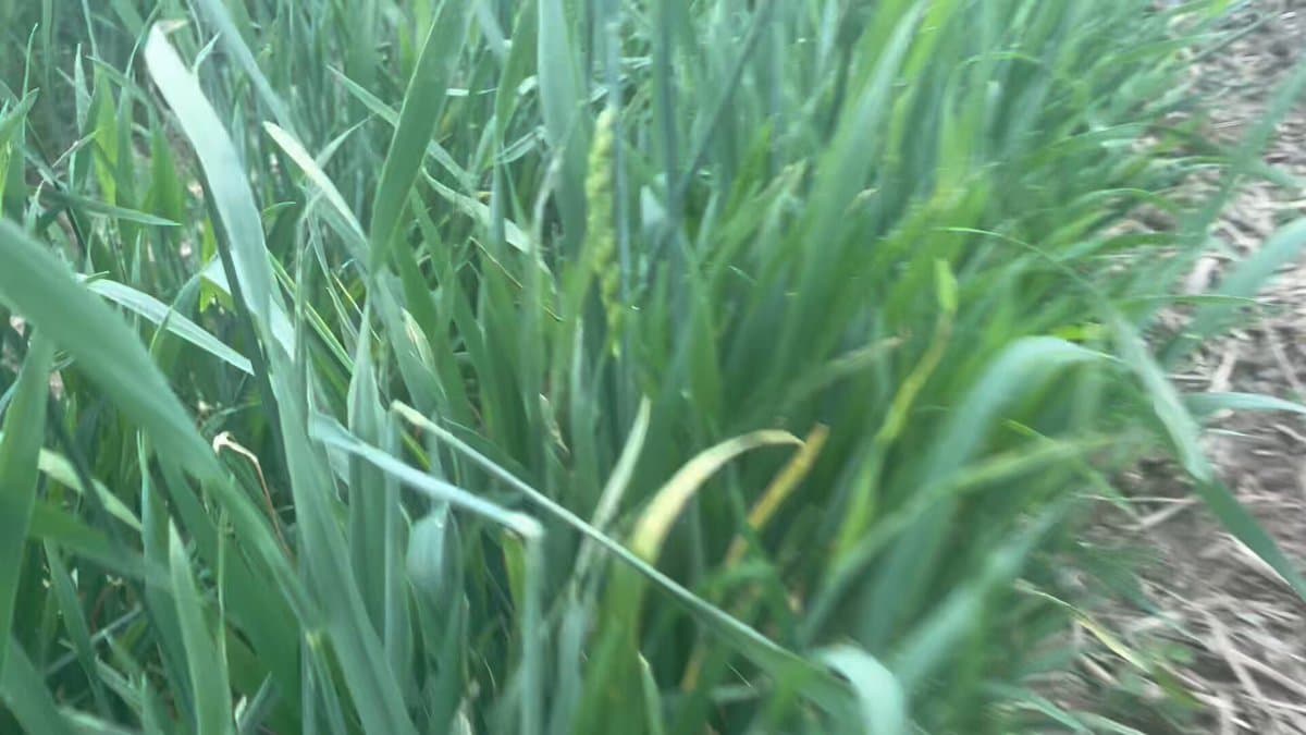 Early Cereal Relay Triples Soybean Canopy Speed