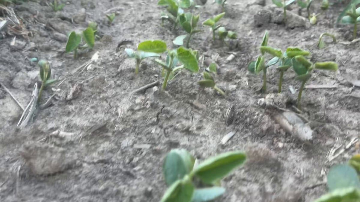Solar Corridors Boost Photosynthesis and Enable Crop Succession