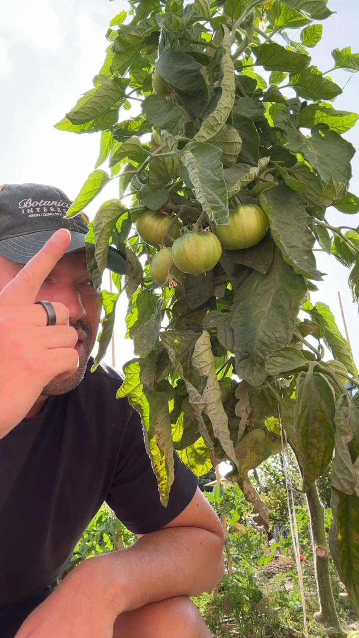 Harvest Tomatoes at Breaker Stage for Flavor and Protection