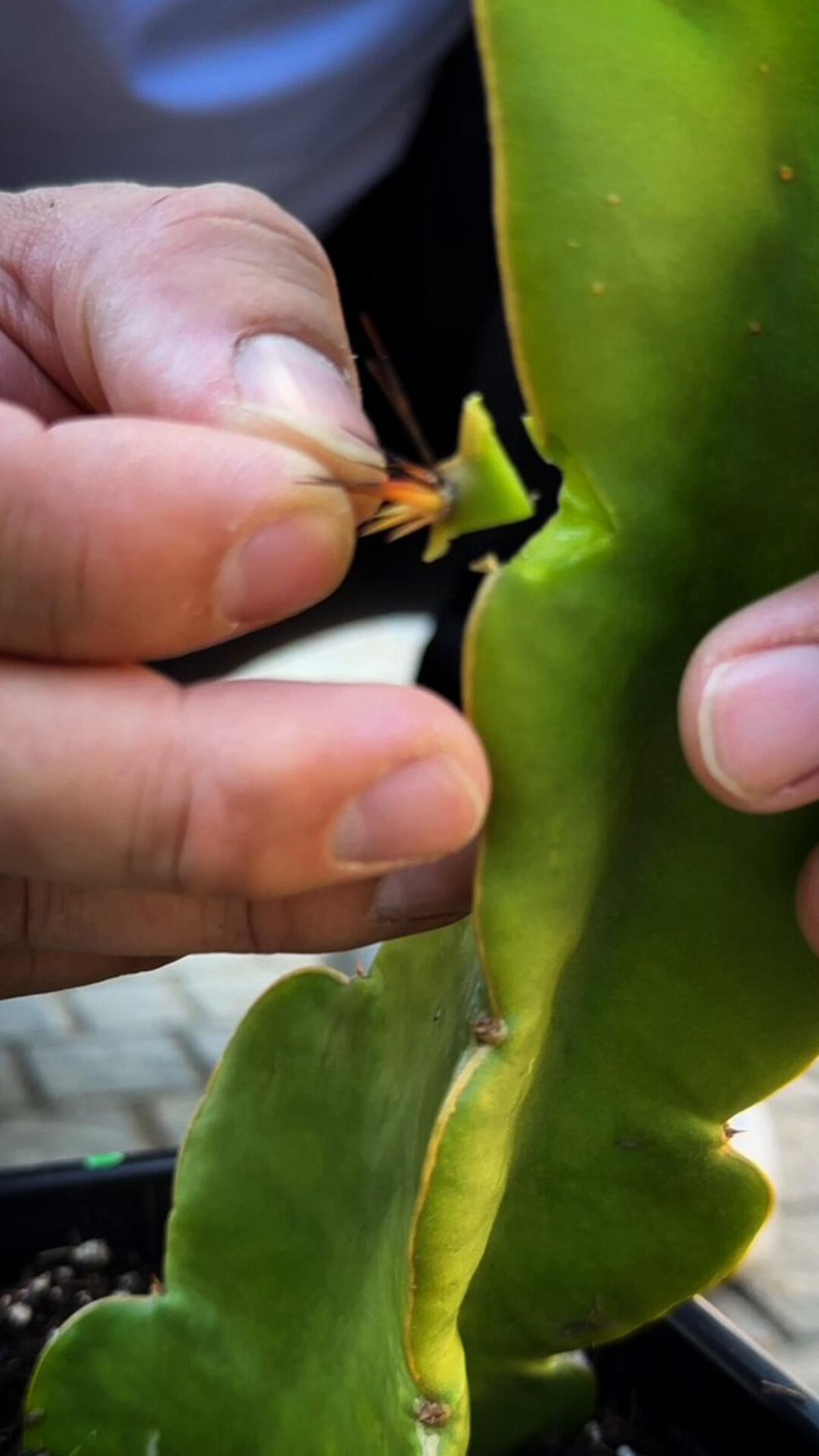 Graft Four Dragon Fruit Varieties for Faster, Diverse Harvest