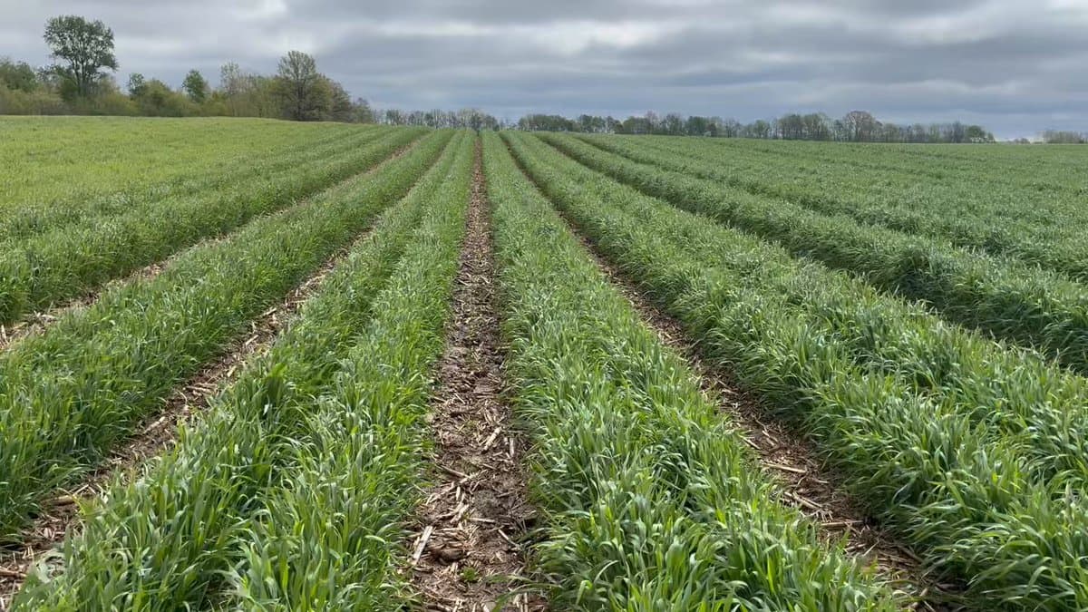 Sparse Wheat Planting Boosts Yield and Profit