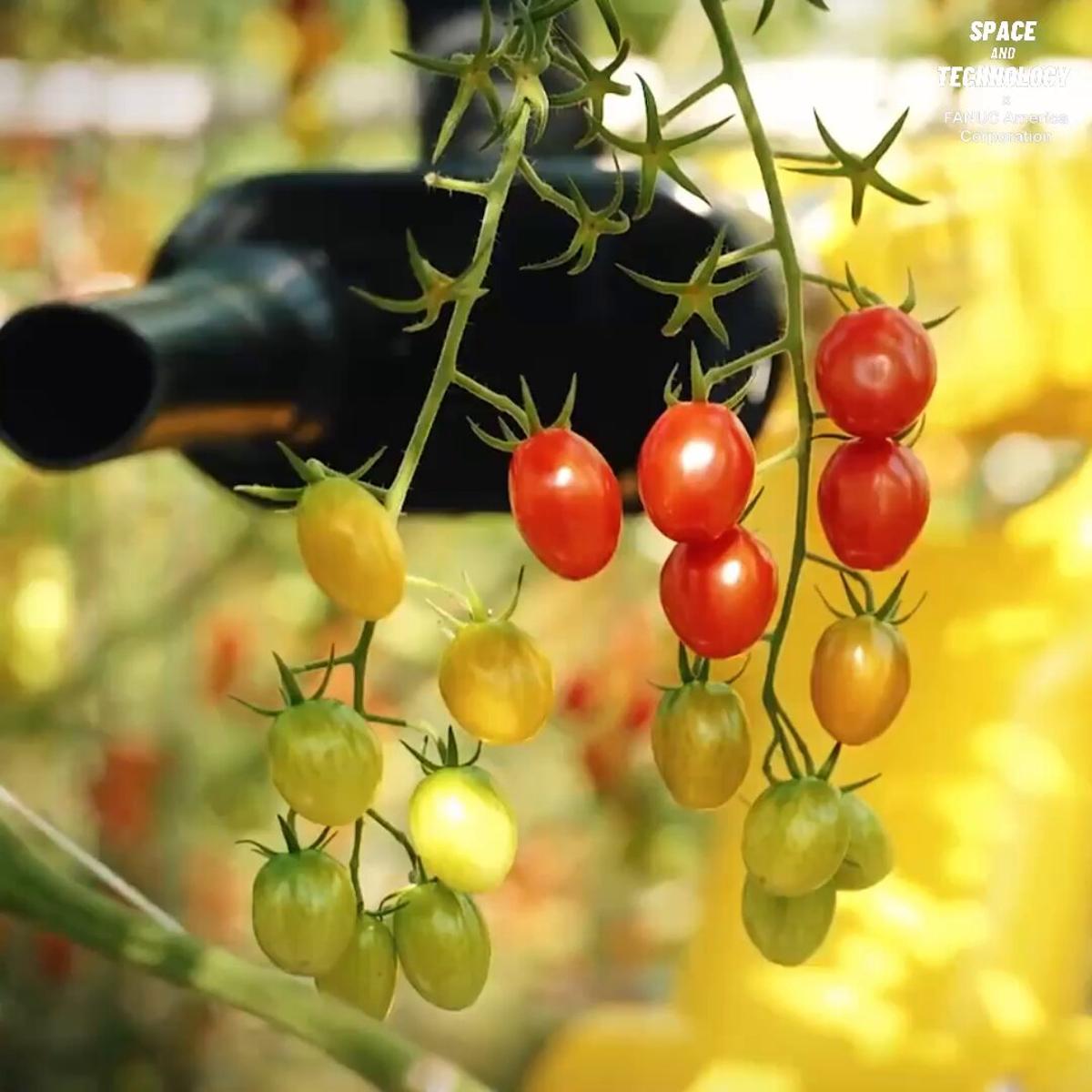 AI Robots Harvest Ripe Tomatoes in Dutch Fields