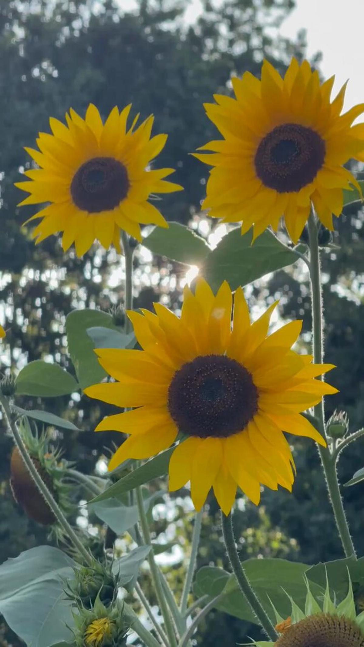 Meditation Grounds You in the Present Moment