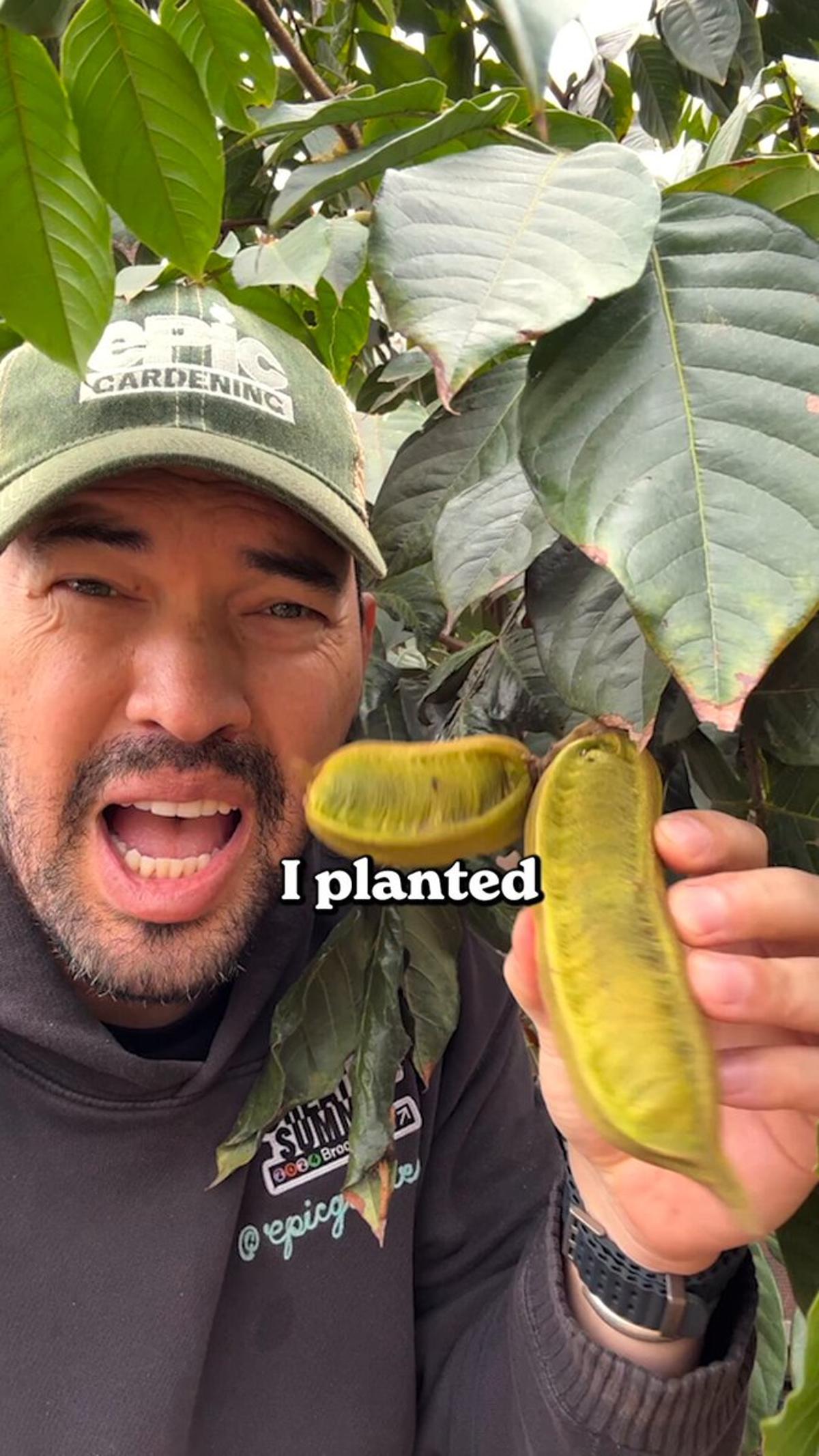 Ice Cream Bean: Fast‑Growing Nitrogen‑Fixing Soil Booster