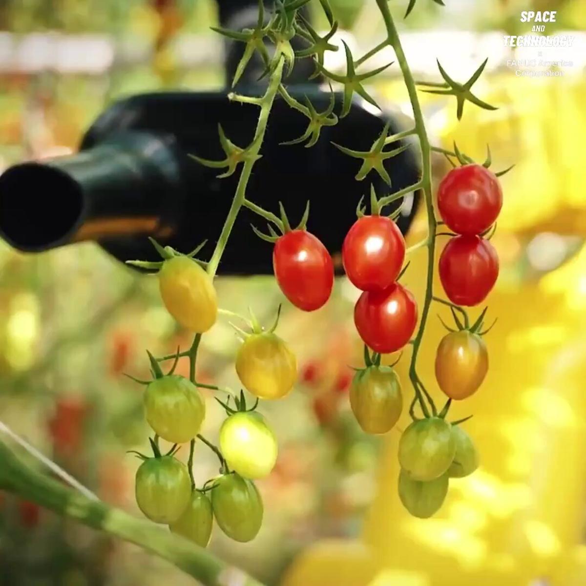AI Robots Harvest Tomatoes, Humans Shift to Care