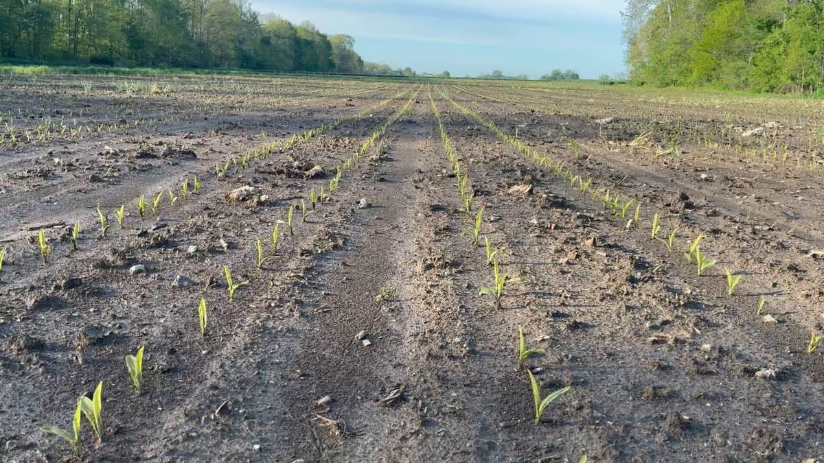 Narrower Alleys Boost Corn Yield and Reduce Manure