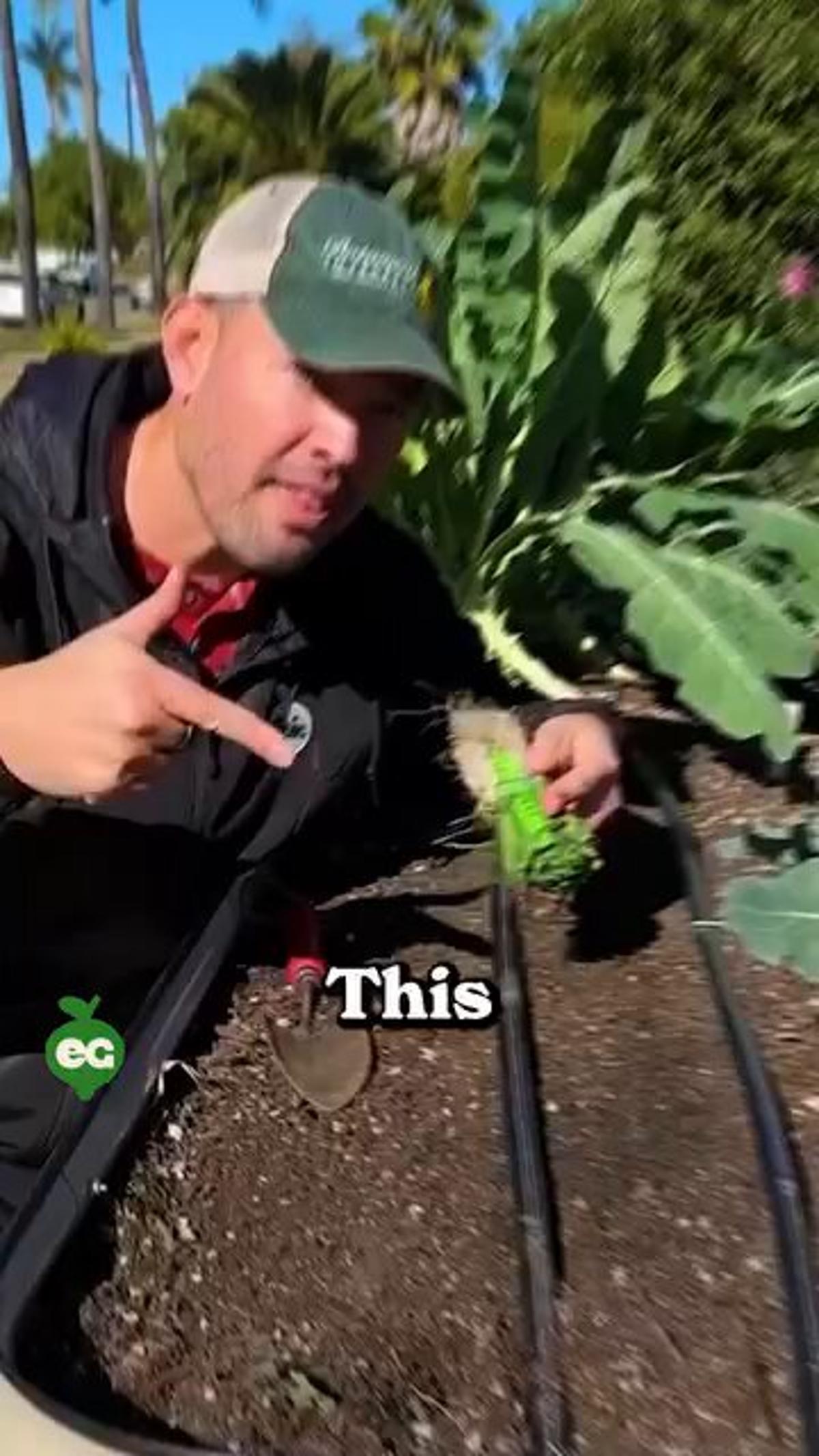 Trench Fertilizer Boosts Onion Layers and Size