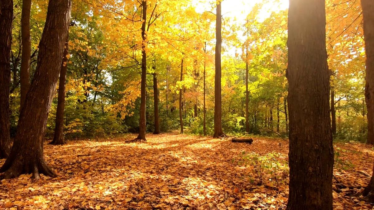 Notice Tension, Breathe, Move: Stay Present
