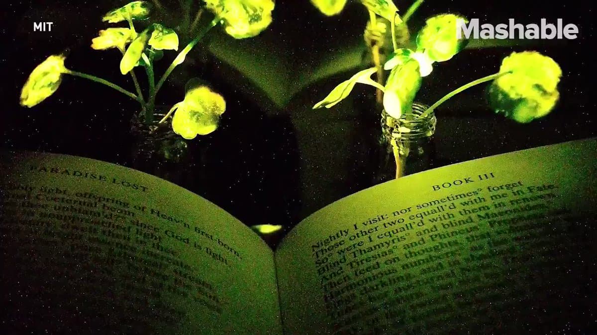 Plants May Replace Home Lights in Future
