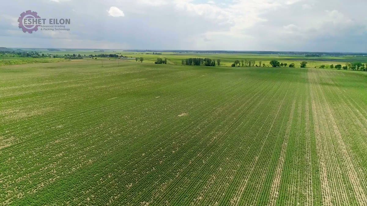 Automation Streamlines Sweet Potato Packaging, Boosting Predictability