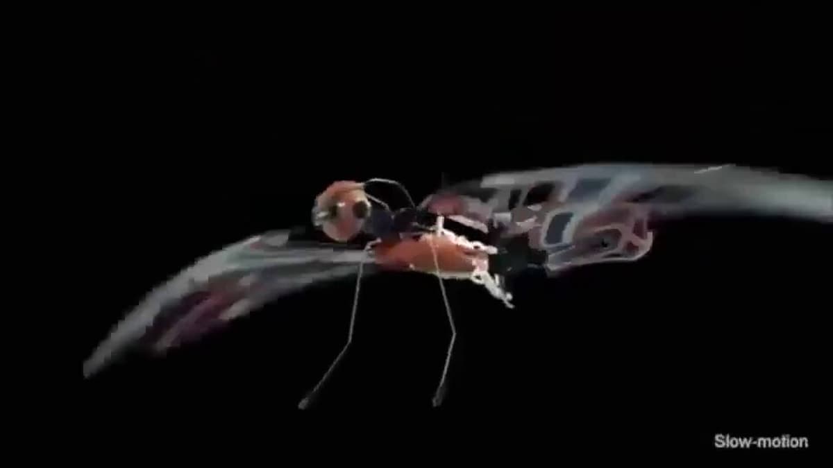 XTIM's Robot Mimics Bird Flight with Flapping Wings