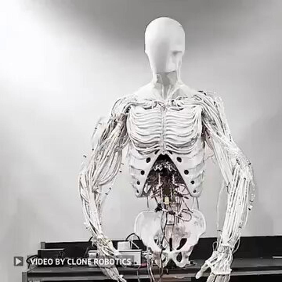 Clone Introduces First Fully Actuated Bimanual Torso