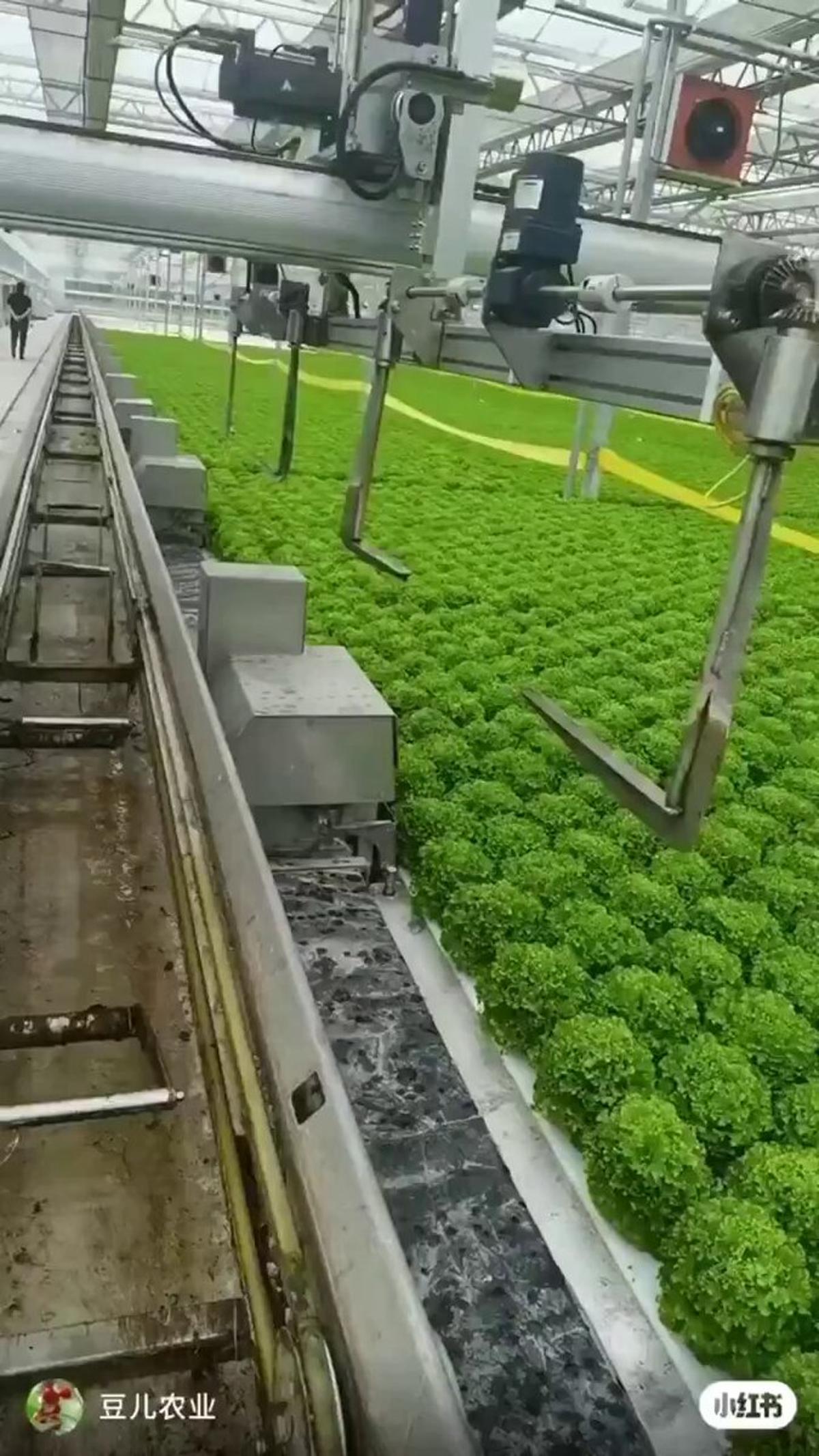 China’s Futuristic Automated Greenhouses Redefine Modern Farming