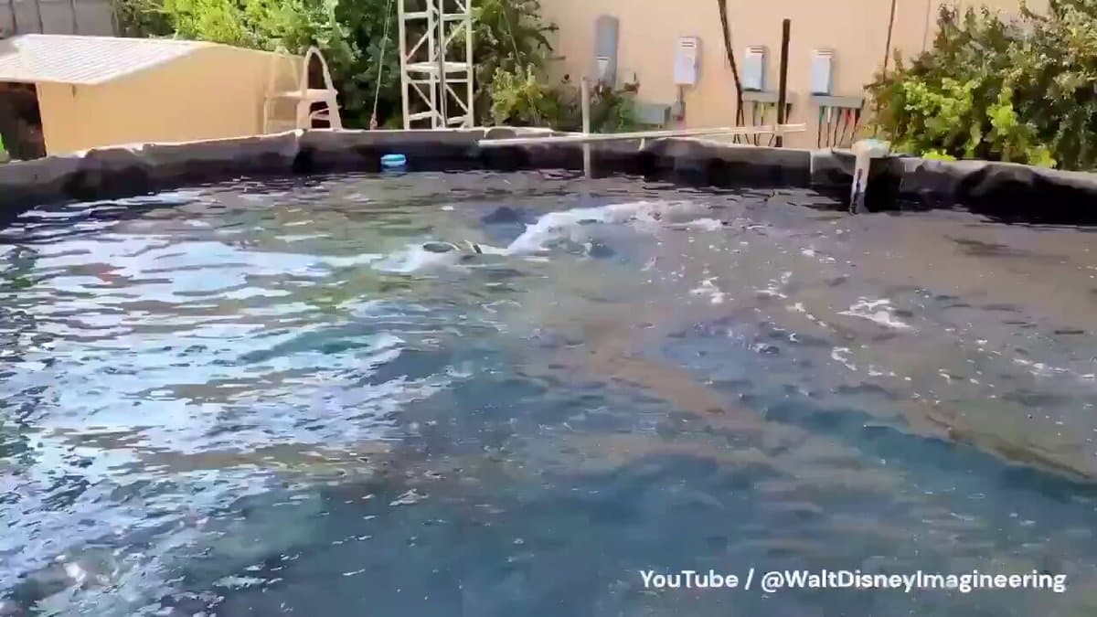 Sea‑Inspired Robots Redefine the Future of Robotics