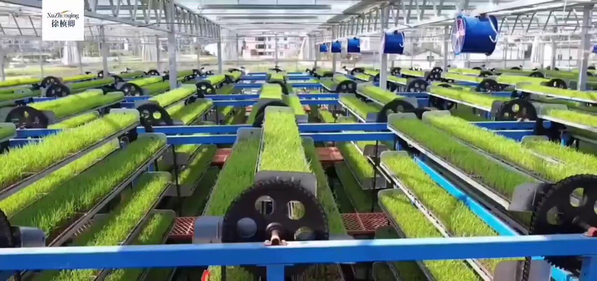 Smart Rice Factories Revolutionize Farming in Ganzhou