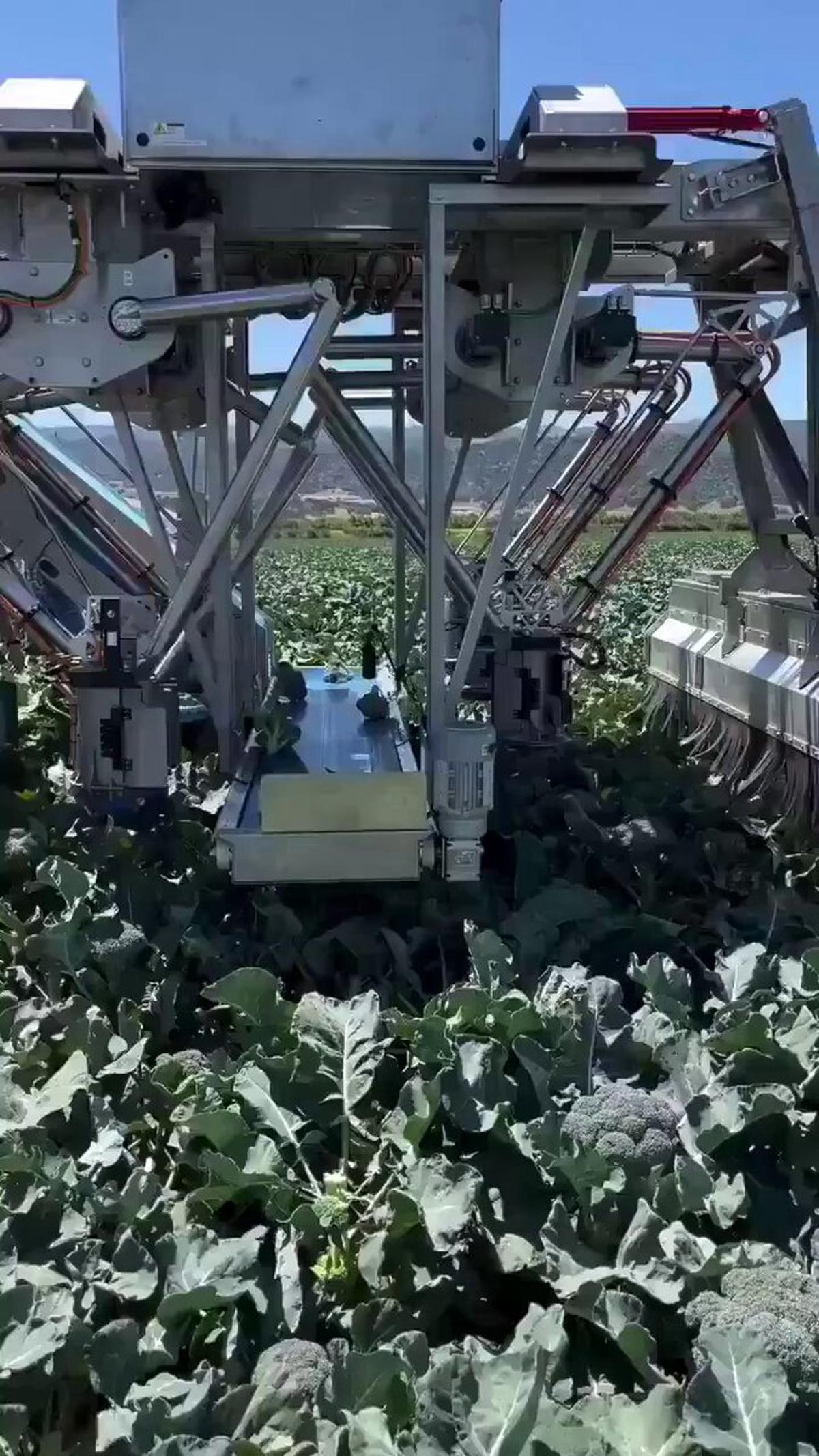 Robots Harvest 2000 Broccoli per Hour, Human‑Free