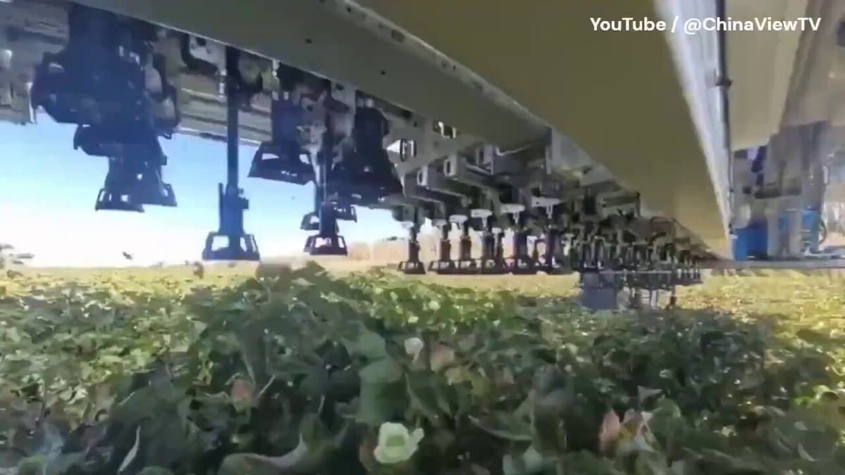 108‑Arm Robot Harvests Cotton 120× Faster Than Humans