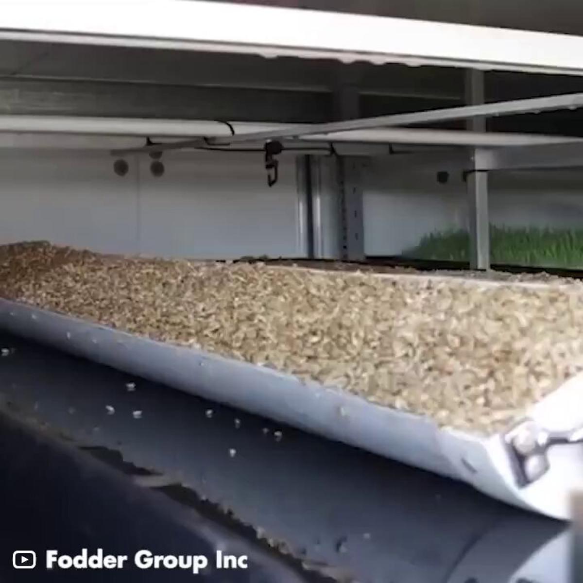 Hydroponics Drives Sustainable Future for Livestock Feed
