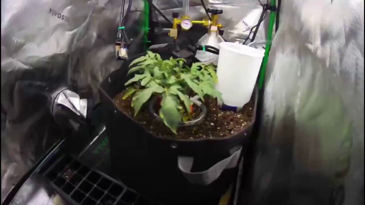 Claude AI Grows Tomatoes Autonomously for 100+ Days