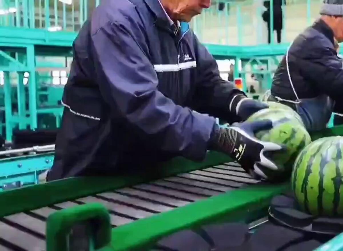 AI Powers Japan’s High-Tech Watermelon Sorting and Monitoring