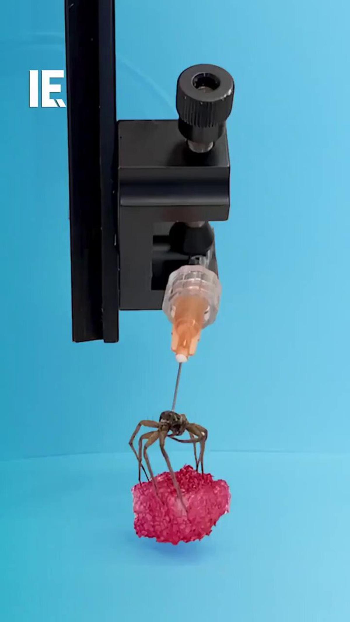 Rice Engineers Turn Dead Spiders Into Necrobotic Grippers