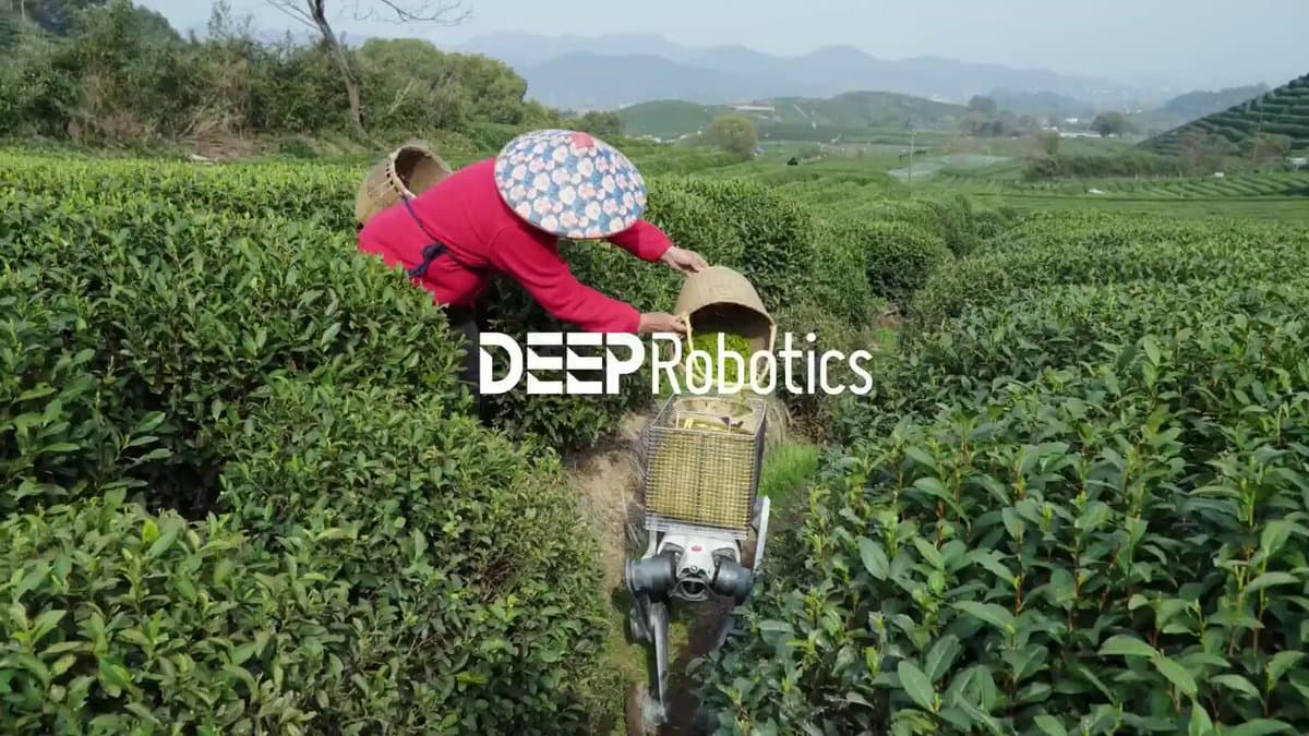 Robot Dog Revolutionizes Spring Tea Harvest Logistics