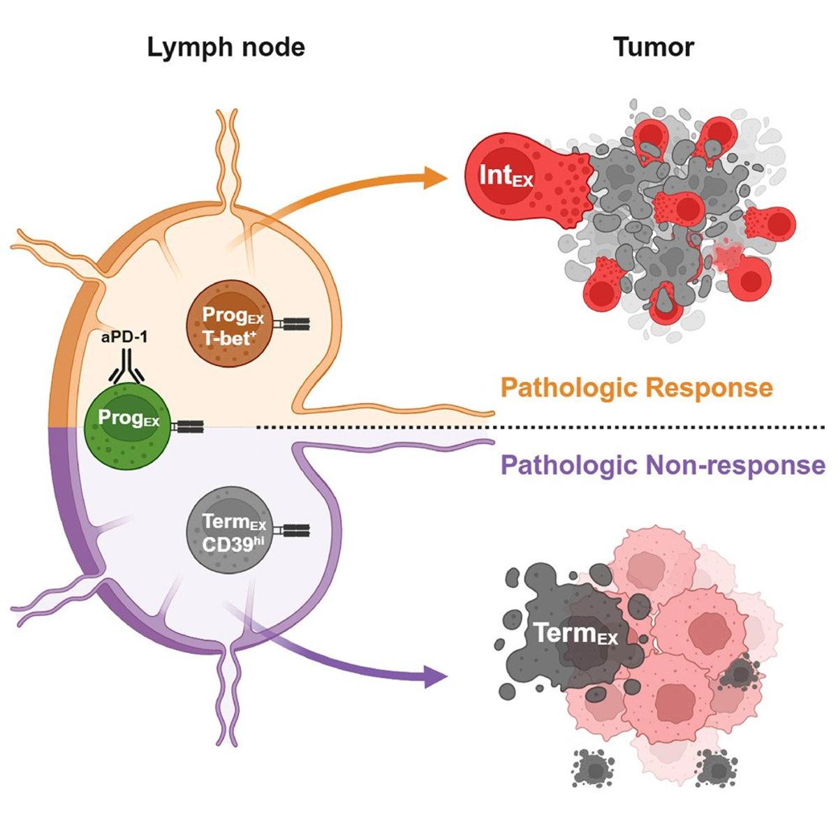 T‑bet+ CD8 T Cells Predict Neoadjuvant PD‑1 Response