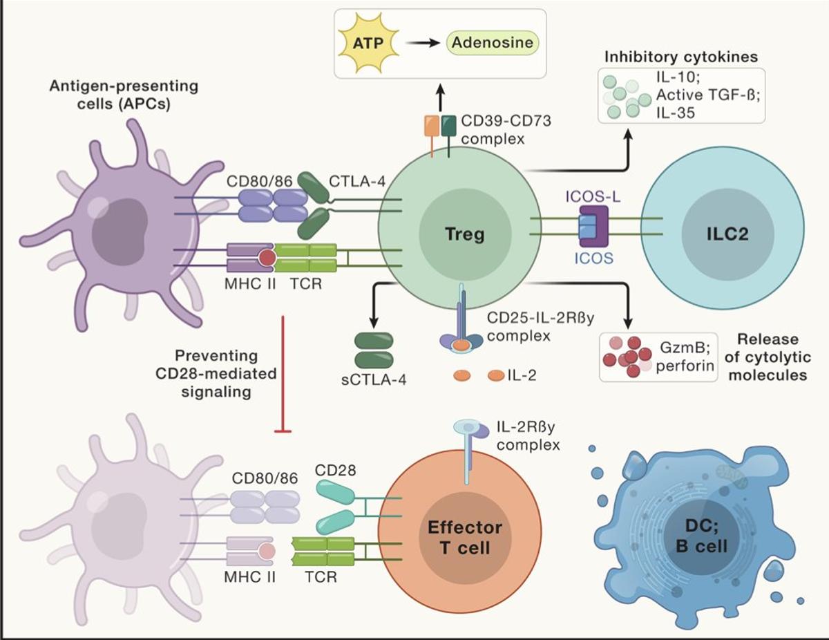 Treg Breakthroughs: Nobel‑winning Science Moves Toward Clinics