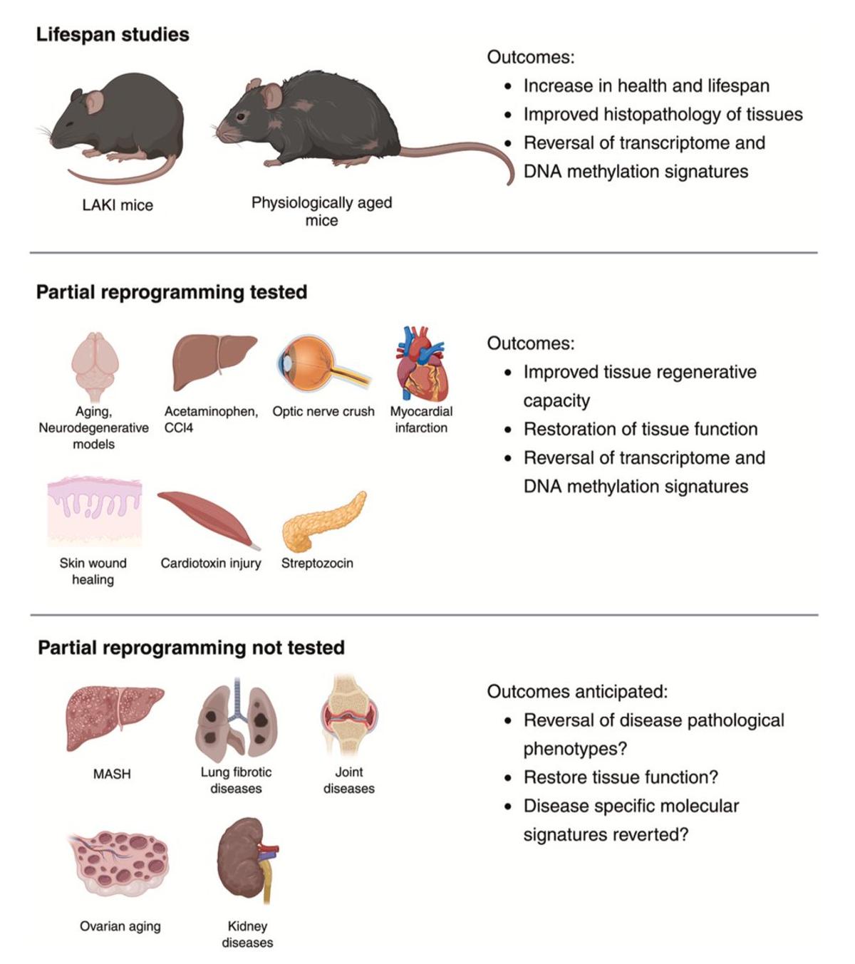 Cellular Reprogramming Paves Path to Anti‑Aging Organs