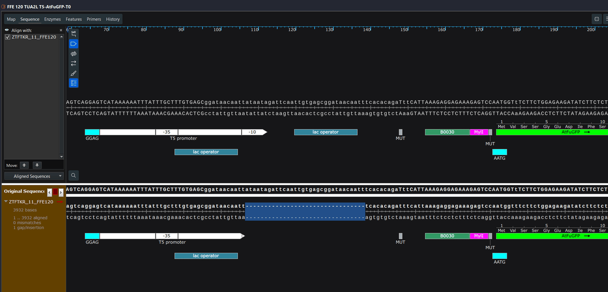 Cloning Error Deletes Lac Operator and T5 Promoter