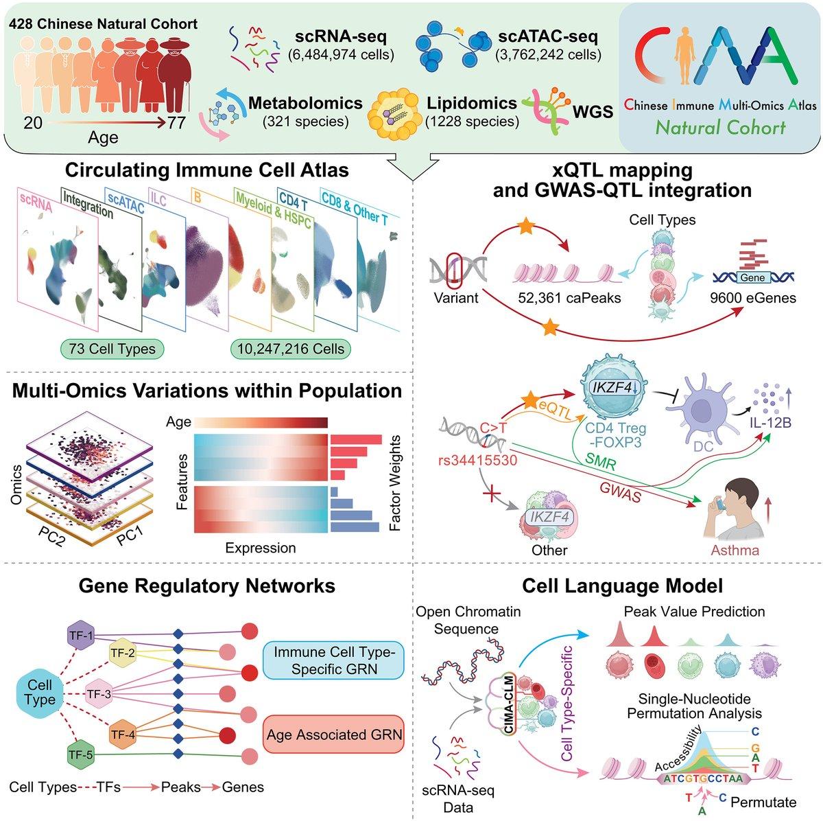Multi-Omic Atlas Shows Women’s Stronger Immunity, Age‑Related Decline