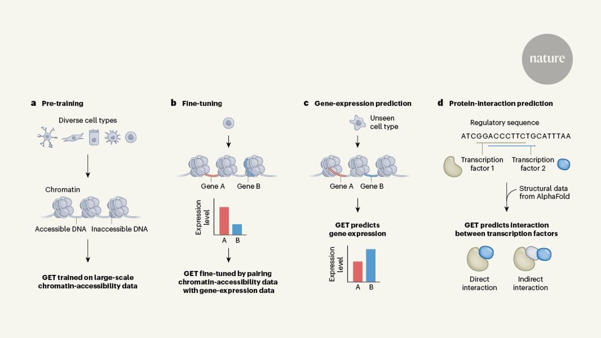 AI Decodes Chromatin Data to Map Gene Interactions