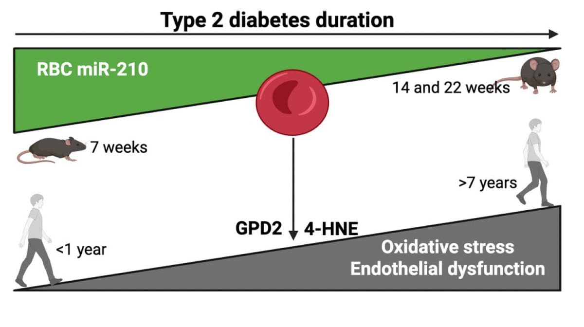 Red Blood Cells Drive Vascular Damage in Long‑Term Type 2 Diabetes