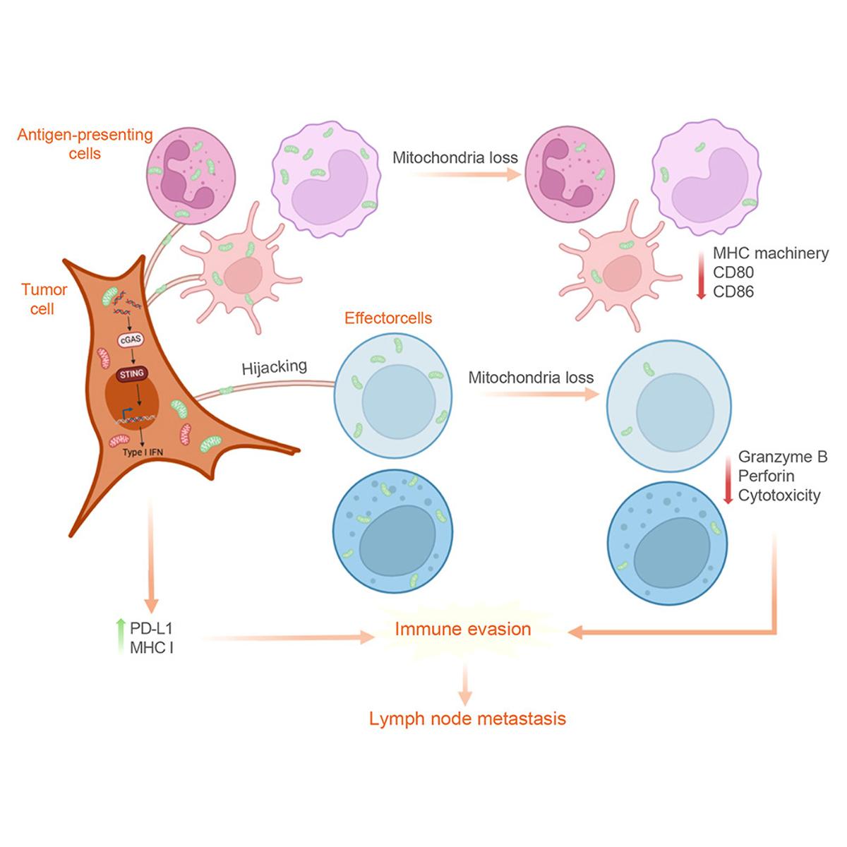 Mitochondrial Transfer Fuels Cancer Spread, Impairs Immunity