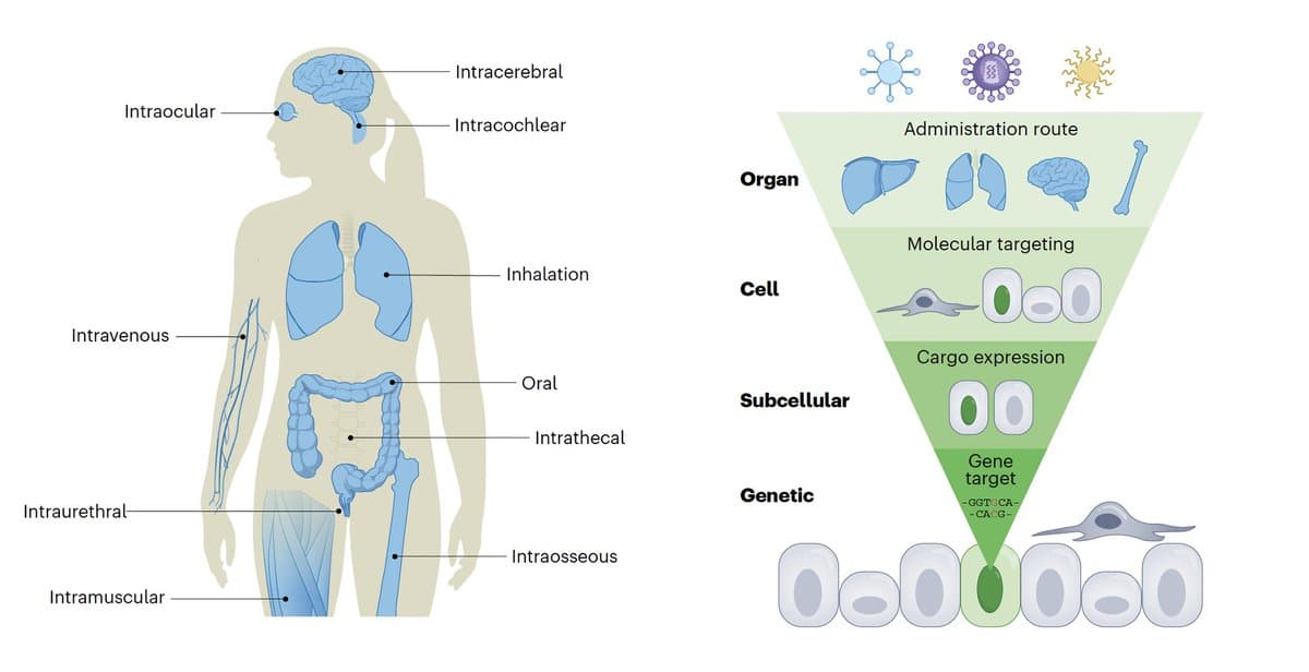 New Delivery Breakthroughs Expand Genome Editing Beyond Blood, Liver, Eye