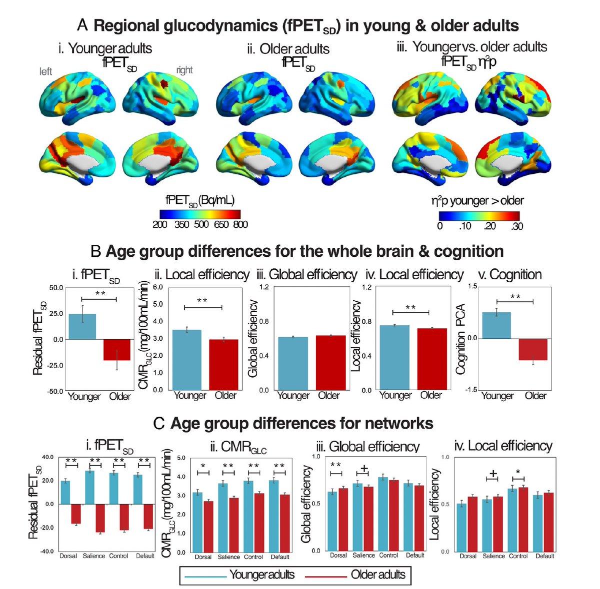 Glucose Metabolism Fluctuations Drive Cognitive Aging Changes