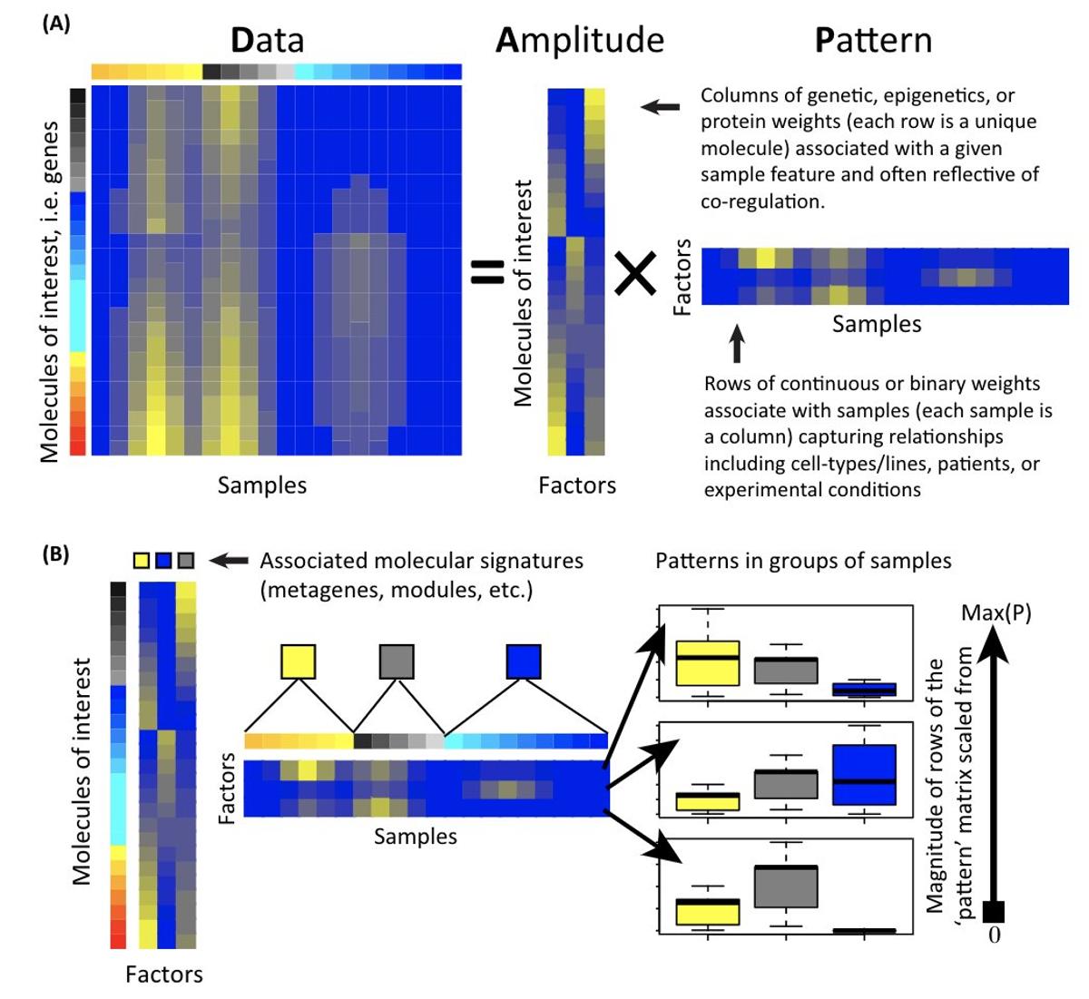 Apply NMF to Single‑Cell RNA‑seq with Our Tutorial