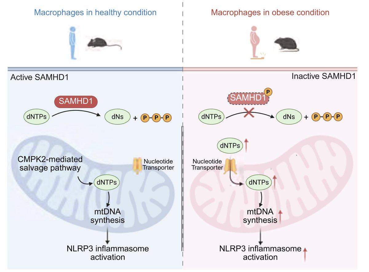 Obesity Rewires Macrophages, Triggers NLRP3 Inflammation
