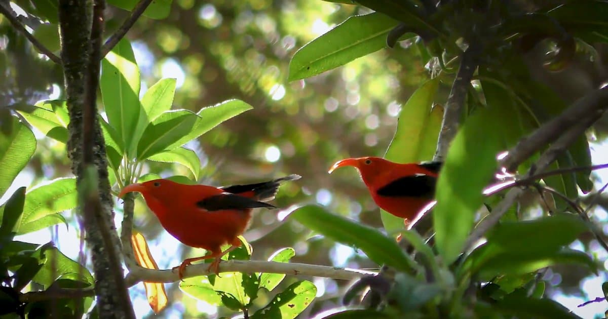 AI-Powered Bioacoustics Boost Endangered Species Conservation