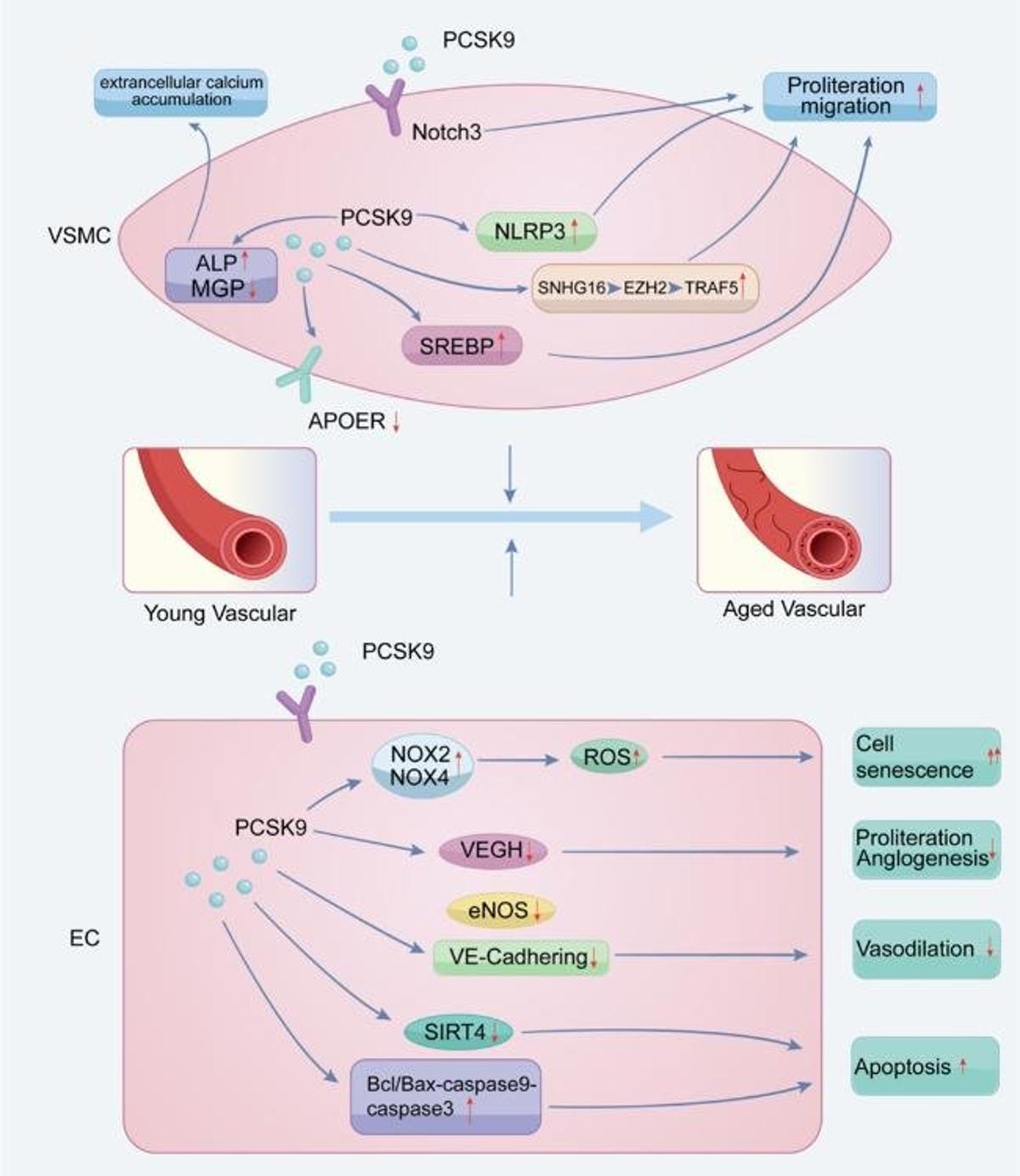 PCSK9 Drives Vascular Aging, Offers New Therapeutic Targets