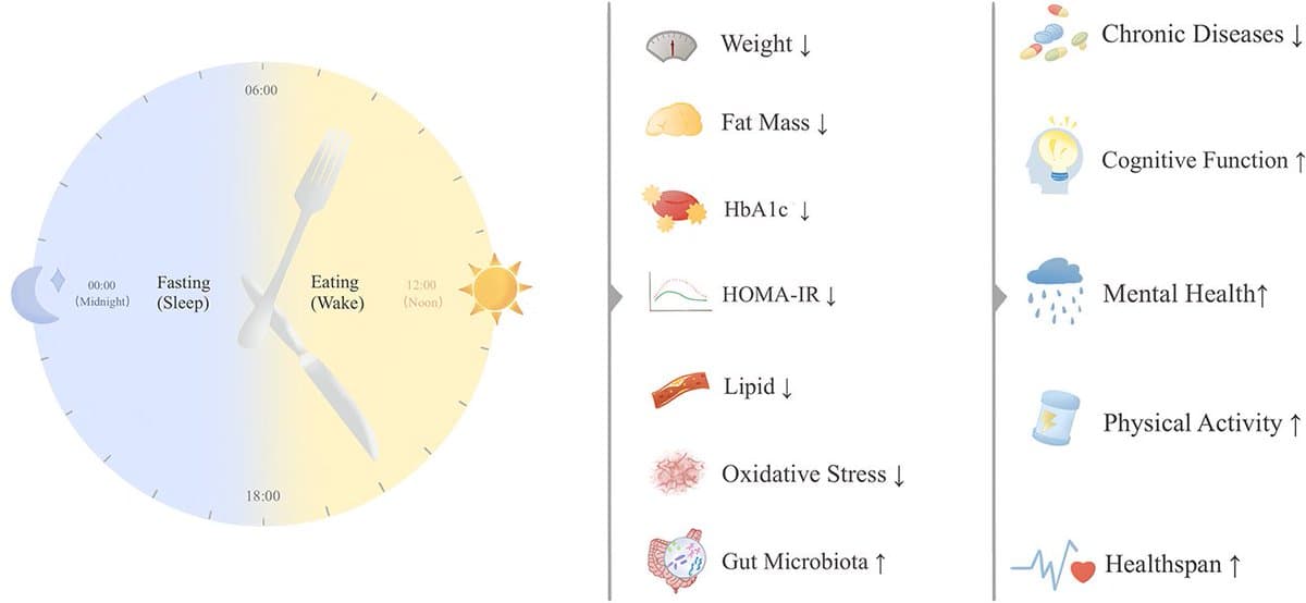 Time-Restricted Eating May Extend Healthy Lifespan