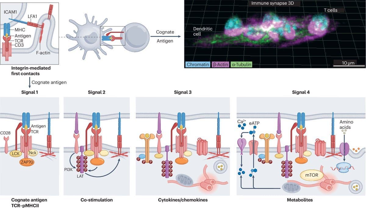 Immune Synapse Crosstalk Directs T Cell and Dendritic Cell Functions