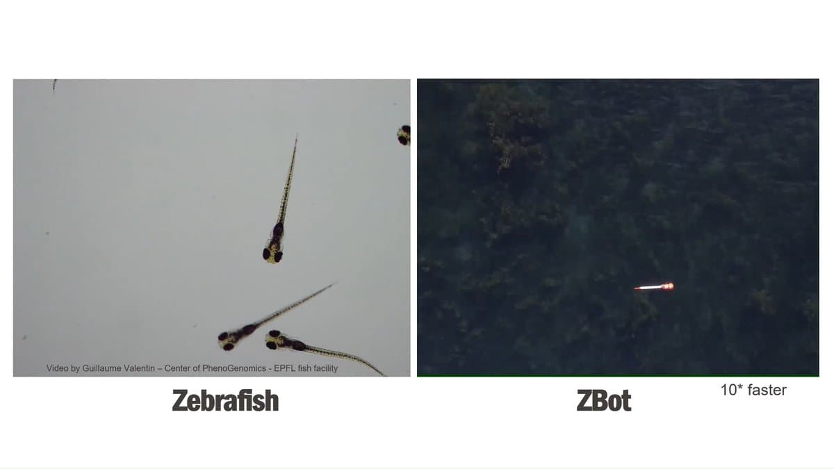 Bout-and-Glide Swimming Proves More Energy Efficient